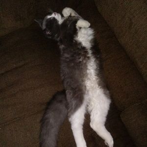 Meet your Posher, Raishe